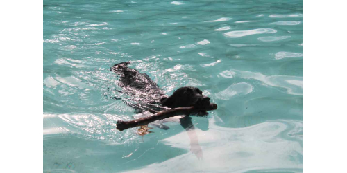 hondenzwemmen 2.JPG